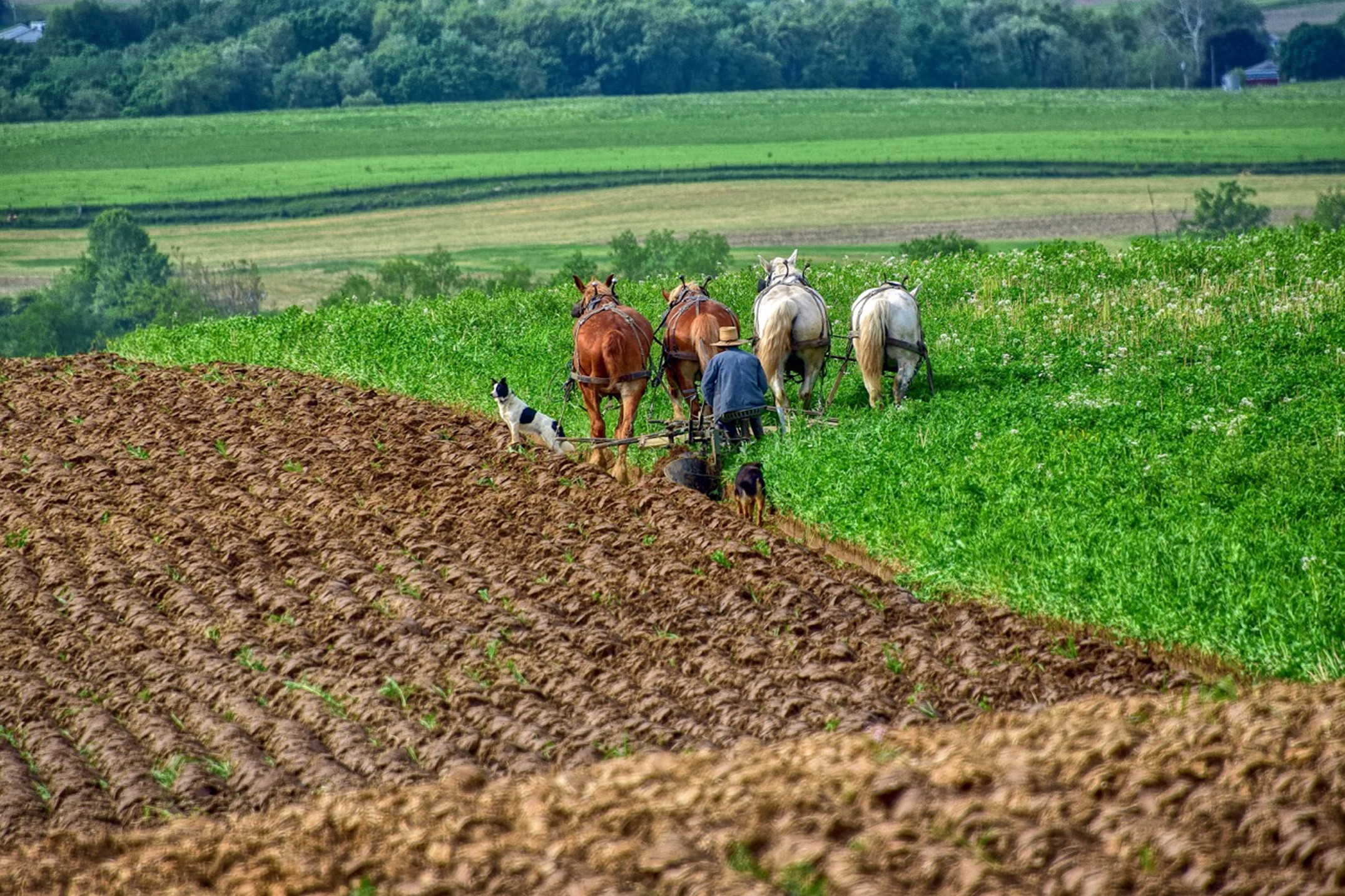 Amish Plowing