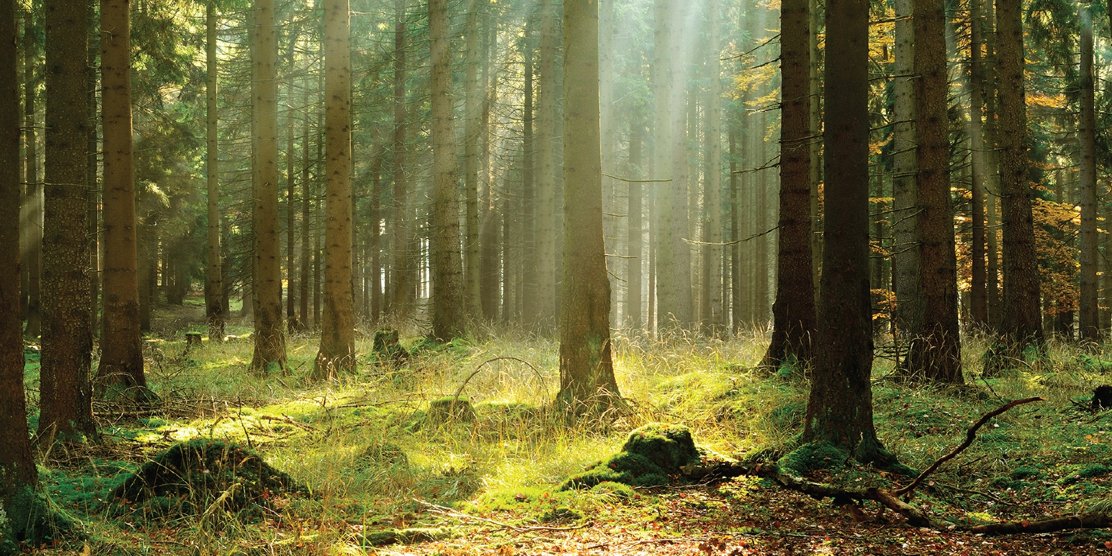 What is a forest habitat? - Rankiing Wiki : Facts, Films, Séries ...