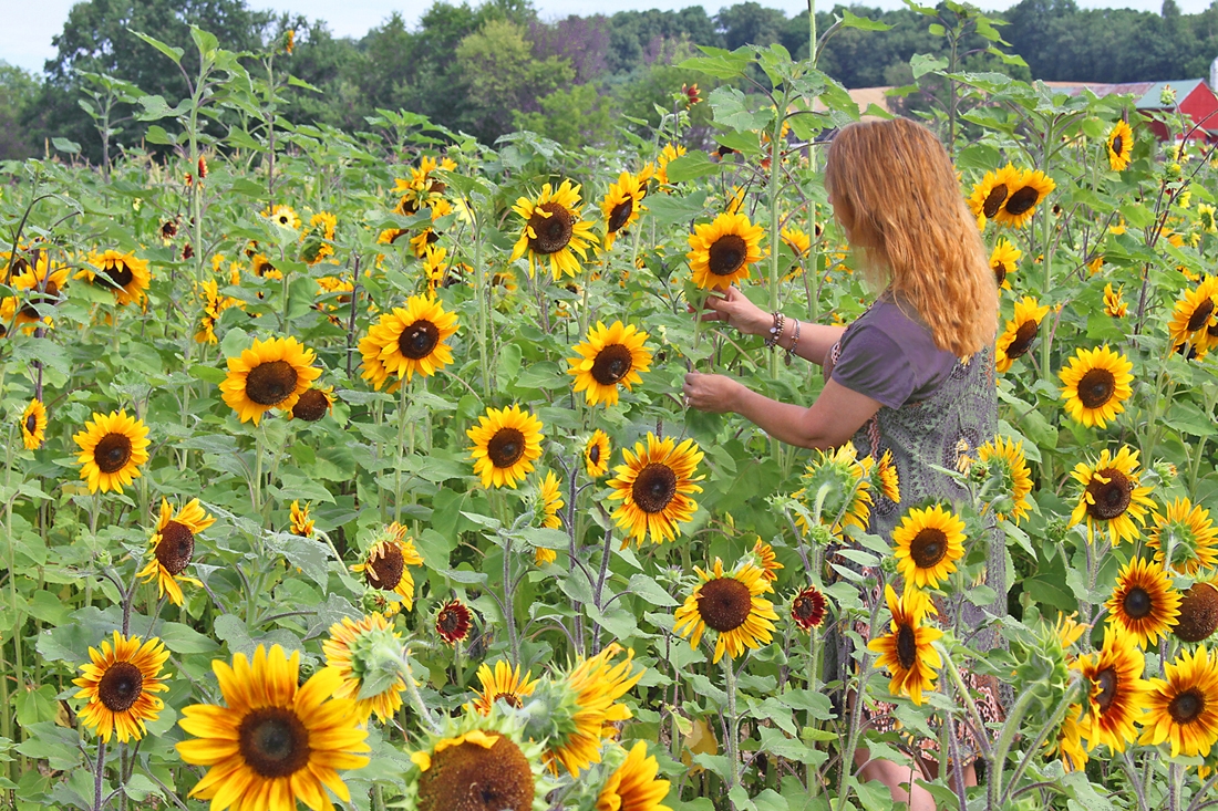 Sunflowers1 by Randy Mc Kee