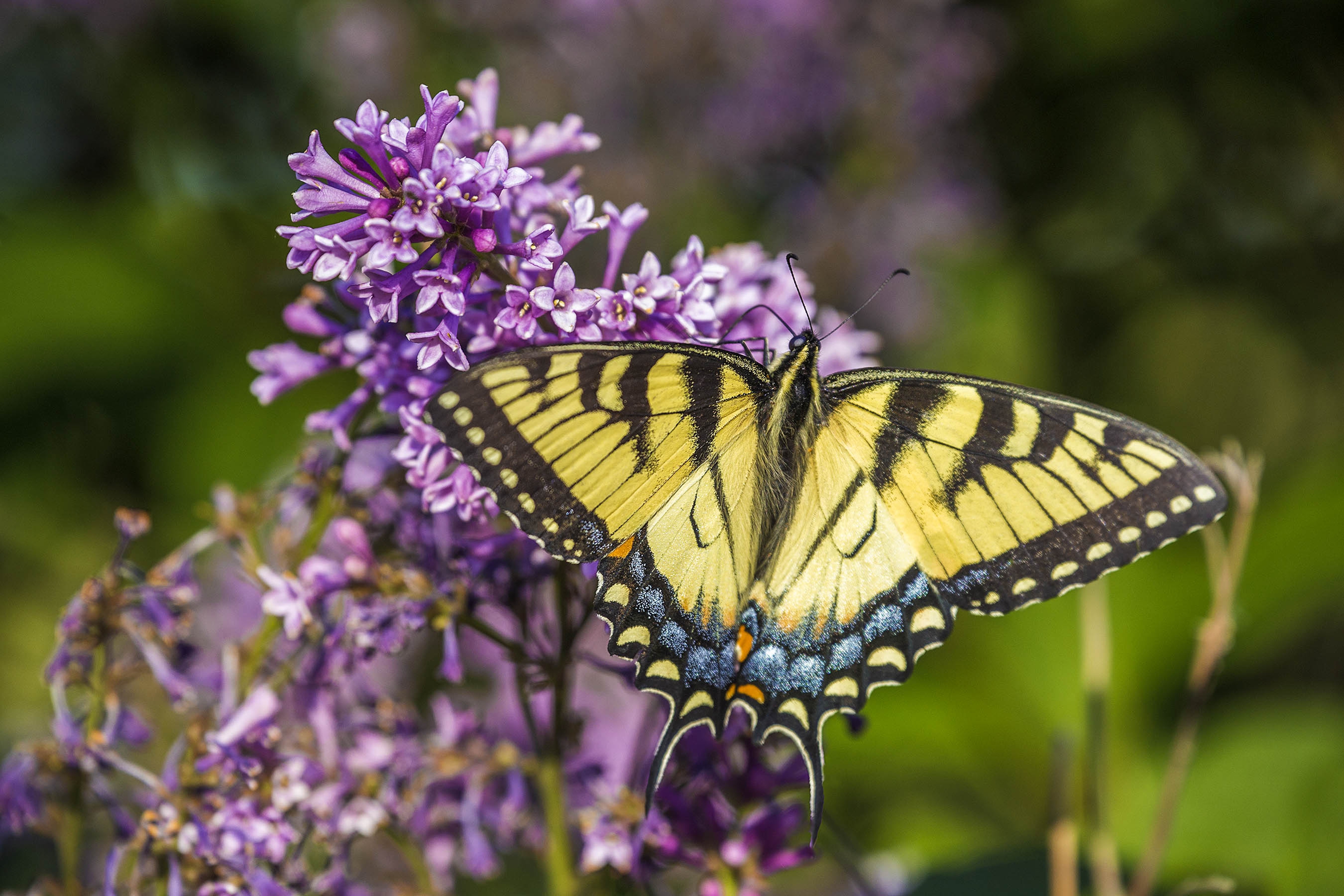 Butterfly Exhibit